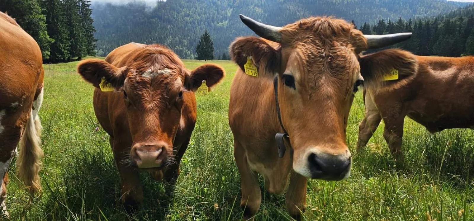 Vila Nattersbergalm Reit im Winkl Farma